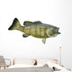 Smallmouth Bass Isolated on a White Background Wall Decal