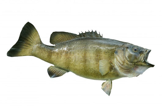 Smallmouth Bass Isolated on a White Background Wall Decal