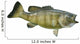 Smallmouth Bass Isolated on a White Background Wall Decal