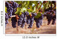 Merlot Grapes on Vine in Vineyard Wall Mural