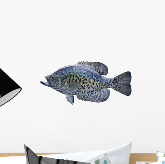 Black Crappie White
