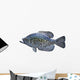 Black Crappie White
