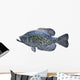 Black Crappie White