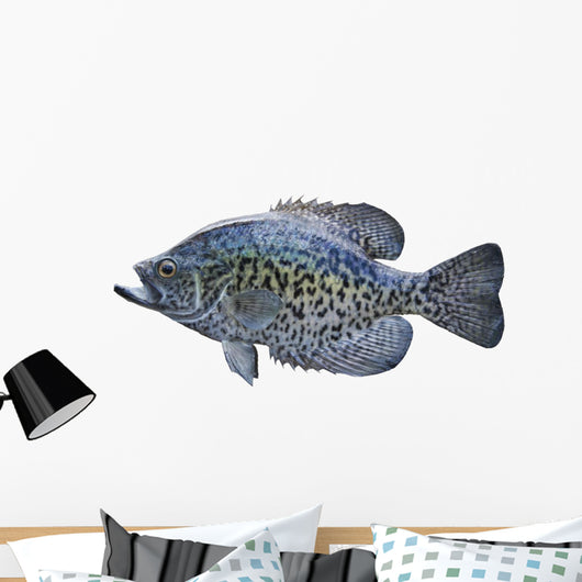 Black Crappie White
