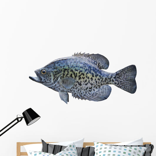 Black Crappie White