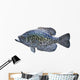 Black Crappie White
