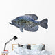 Black Crappie White