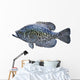 Black Crappie White