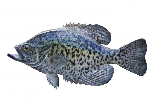 Black Crappie White