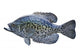 Black Crappie White