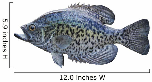 Black Crappie White