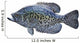Black Crappie White