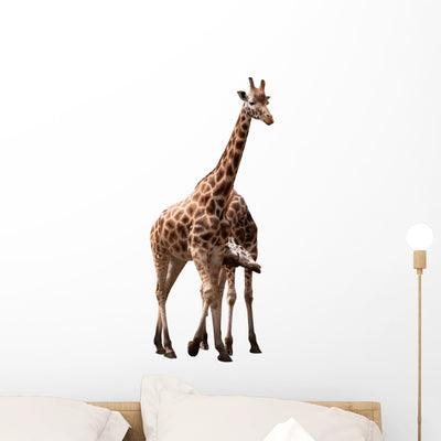 Giraffe Couple Wall Mural shown on a wall