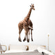Giraffe Couple Wall Mural