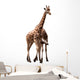 Giraffe Couple Wall Mural