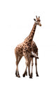 Giraffe Couple Wall Mural
