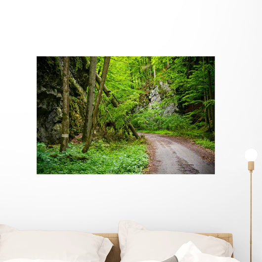 Mysterious Forest Wall Mural