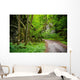 Mysterious Forest Wall Mural