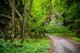 Mysterious Forest Wall Mural