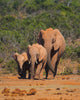 Elephant Family Wall Mural