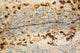 Granite Slab