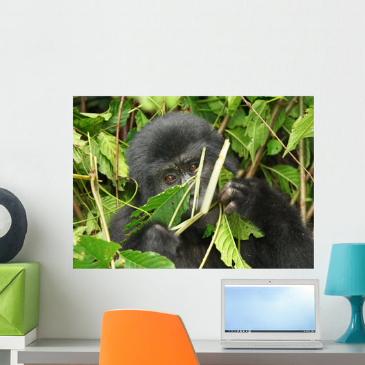 Eastern Mountain Gorilla Wall Mural