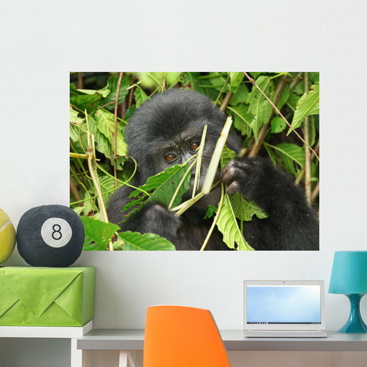 Eastern Mountain Gorilla Wall Mural