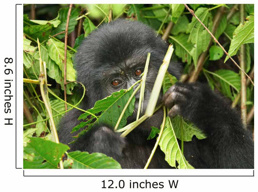 Eastern Mountain Gorilla Wall Mural