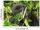 Eastern Mountain Gorilla Wall Mural