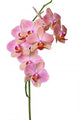 Pink Orchid Wall Decal