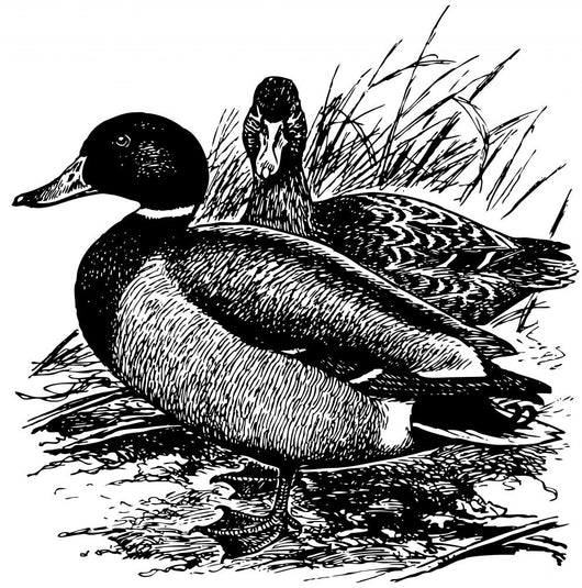 Birds Mallard Wall Decal