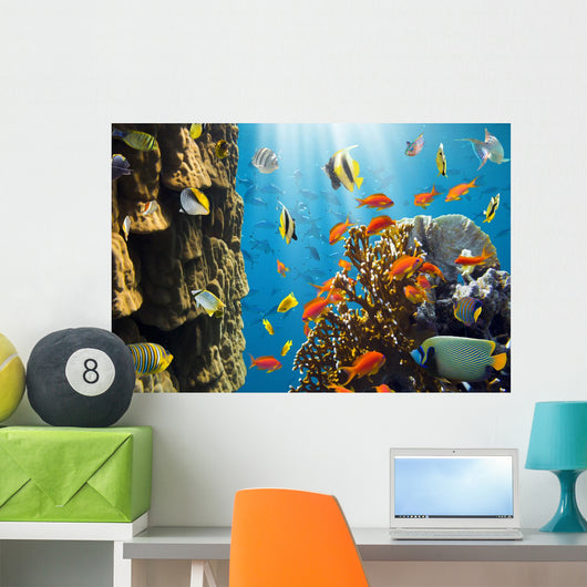 Coral and Fish