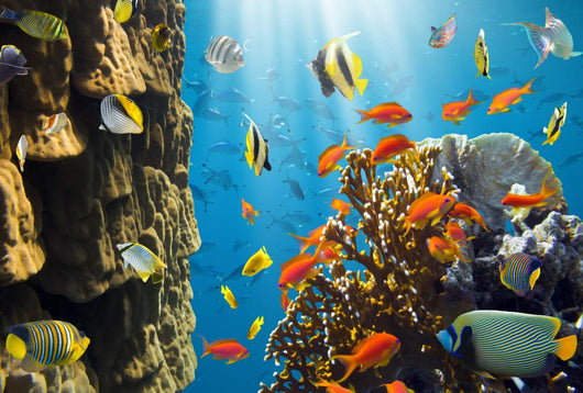 Coral and Fish