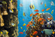 Coral and Fish