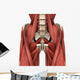 Psoas Muscles Wall Decal
