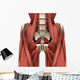 Psoas Muscles Wall Decal