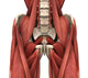 Psoas Muscles Wall Decal