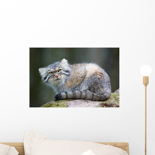 Pallas Cat Wall Mural