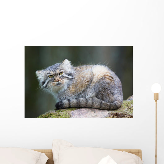 Pallas Cat Wall Mural
