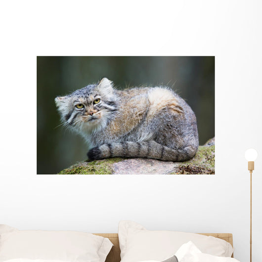 Pallas Cat Wall Mural