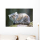 Pallas Cat Wall Mural