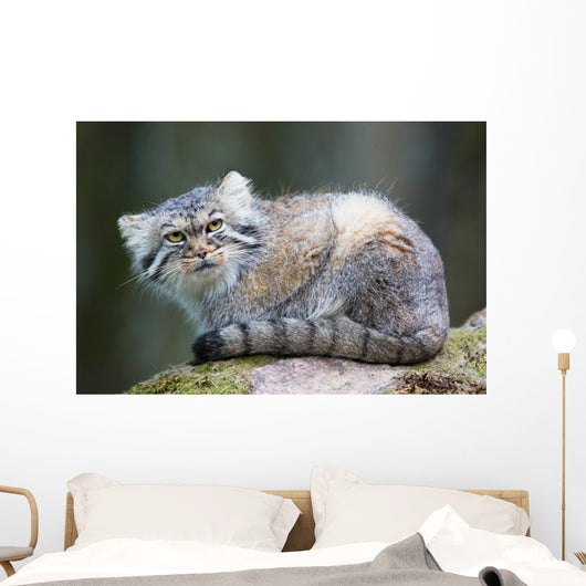 Pallas Cat Wall Mural