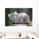 Pallas Cat Wall Mural