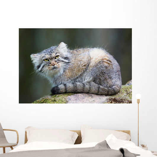 Pallas Cat Wall Mural
