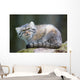 Pallas Cat Wall Mural