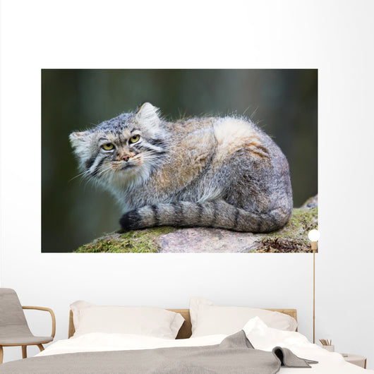 Pallas Cat Wall Mural