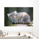 Pallas Cat Wall Mural