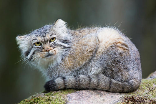 Pallas Cat Wall Mural