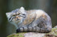 Pallas Cat Wall Mural