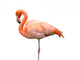 Flamingo Wall Decal